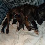 Chihuahua x vlinderhondje mix puppies, Dieren en Toebehoren, Overige rassen, Meerdere dieren, Eén hond, Nederland