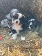 Australian Shepherd pups stamboom, Dieren en Toebehoren, Honden | Herdershonden en Veedrijvers, Sheepdog, 8 tot 15 weken, Meerdere