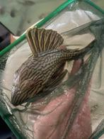 L190 pleco, Dieren en Toebehoren, Vissen | Aquariumvissen, Vis
