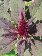 Amaranthus cruentus ' Oeschberg' zaden, Ophalen of Verzenden, Volle zon