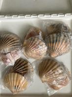 Partij 20 st Jacobsschelpen grote schelpen, Verzamelen, Mineralen en Fossielen, Ophalen of Verzenden, Schelp(en)