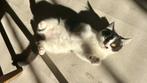 Maine Coon / Brits Korthaar, Dieren en Toebehoren, Poes, Gechipt