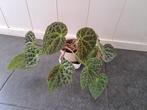 Begonia Ferox, Huis en Inrichting, Kamerplanten, Ophalen, Overige soorten, Halfschaduw, Minder dan 100 cm