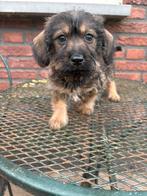 Doxipoo pups, Dieren en Toebehoren, CDV (hondenziekte), 8 tot 15 weken, Dwerg, Meerdere