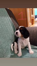 Cavelier King Charles Spaniel puppy’s, Overige rassen, 8 tot 15 weken, CDV (hondenziekte), Meerdere