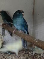 Kakarikis, Dieren en Toebehoren, Vogels | Parkieten en Papegaaien, Meerdere dieren, Parkiet, Geringd