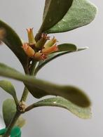 Hoya manipurensis stekjes goed geworteld, Minder dan 100 cm, Ophalen of Verzenden