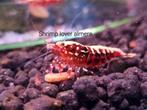 Red galaxy/fishbone garnalen uit high grade dieren, Dieren en Toebehoren, Vissen | Aquariumvissen, Zoetwatervis, Kreeft, Krab of Garnaal