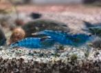 Blauwe Garnalen €1,50, Dieren en Toebehoren, Ophalen, Nieuw, Overige typen