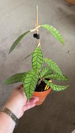 Hoya Callistophylla, Ophalen of Verzenden, Overige soorten, Minder dan 100 cm