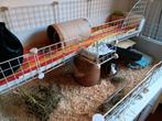 Uniek caviameubel, Ophalen, 60 tot 90 cm, Hok, Cavia