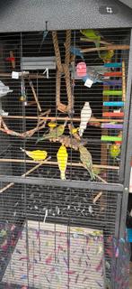 Grasparkiet, Dieren en Toebehoren, Vogels | Parkieten en Papegaaien, Vrouwelijk, Parkiet, Geringd