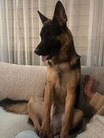 Ter adoptie, 15 weken tot 1 jaar, Reu, CDV (hondenziekte), Eén hond