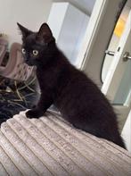 Kitten van 4-5 maanden, Dieren en Toebehoren, Katten en Kittens | Overige Katten, Poes