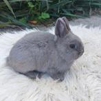Kleurdwerg, Dieren en Toebehoren, Konijnen, Vrouwelijk, Dwerg