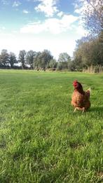 (Zaterdag) hulp gezocht, dierenliefhebber, buitenleven, Dieren en Toebehoren, Overige Dieren, Januari, Meerdere dieren