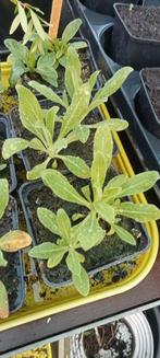 Silene capensis - African Dream Root planten, Volle zon, Vaste plant, Ophalen of Verzenden, Kruiden