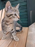 Mooie lieve kittens, Dieren en Toebehoren, Katten en Kittens | Overige Katten, Meerdere dieren
