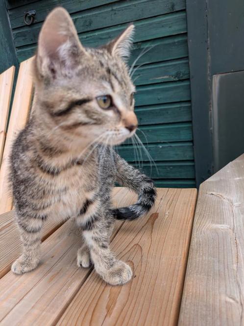 Mooie lieve kittens, Dieren en Toebehoren, Katten en Kittens | Overige Katten, Meerdere dieren