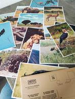 Vintage prenten Artis Historia Congo België Prenten 1957, Ophalen of Verzenden, 1940 tot 1960, Ongelopen, Buiten Europa