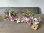 Tillandsia in zeepokken, Huis en Inrichting, Ophalen, Overige soorten, Minder dan 100 cm