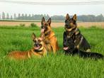 Hondenoppas/Pension/Hondenopvang aangeboden, Particuliere oppas