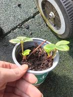 Aardbeien plantjes 2 in 1 pot, Tuin en Terras, Planten | Fruitbomen, Ophalen