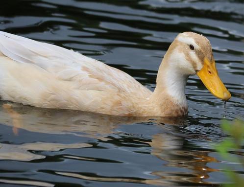 Saksiche loopeenden | Jongvolwassen eenden| Deskundig advies, Dieren en Toebehoren, Pluimvee, Eend, Meerdere dieren