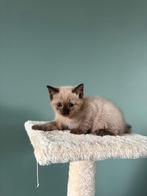 Ragdoll kittens, Dieren en Toebehoren, Katten en Kittens | Raskatten | Korthaar, Meerdere dieren, Ontwormd, 0 tot 2 jaar
