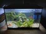 Aquarium 60 liter, Dieren en Toebehoren, Vissen | Aquaria en Toebehoren, Ophalen, Zo goed als nieuw, Gevuld zoetwateraquarium