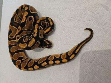 Ballpython- koningspython- python regius  beschikbaar voor biedingen
