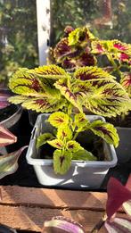 Siernetel planten (kamerplant), Ophalen, Overige soorten, Volle zon