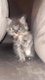 Ragdoll X maincoon, Kater, Ontwormd