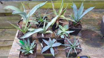 Collectie mooie Agaves