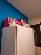 Kittens Britse Korthaar vader  & X Turkse Van Ragdoll moeder, Dieren en Toebehoren, Katten en Kittens | Raskatten | Korthaar, Poes