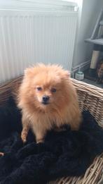 Pomerian teef, Dieren en Toebehoren, Teef, Eén hond, 3 tot 5 jaar, Nederland