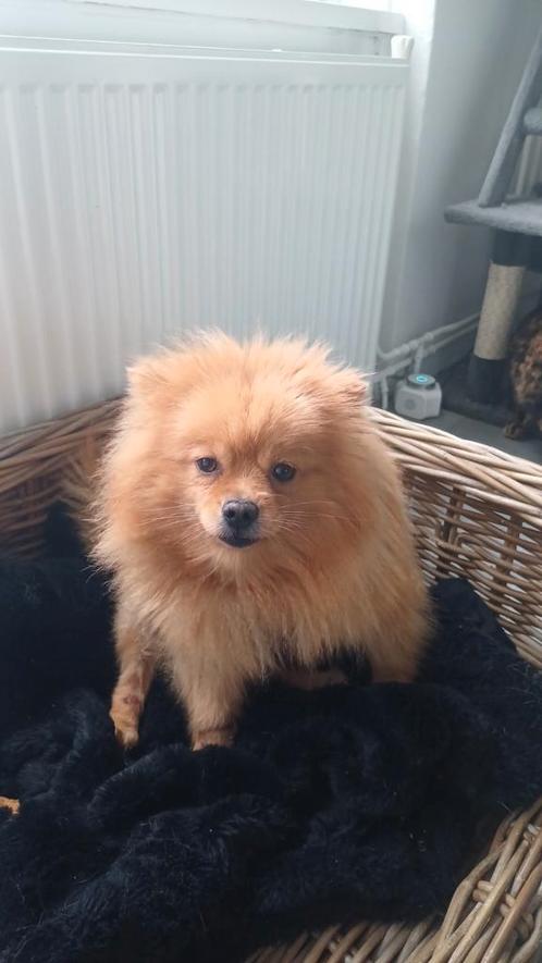 Pomerian teef, Dieren en Toebehoren, Honden | Poolhonden, Keeshonden en Oertypen, Teef, Particulier, Eén hond, Nederland, 3 tot 5 jaar