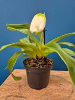 Orchidee Paphiopedilum USA Groen p12 (3)
