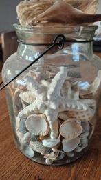 Pot vol schelpen en zeester, Ophalen of Verzenden