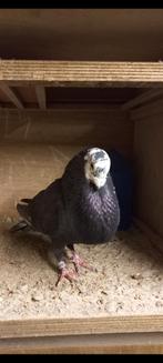 Valenciano, Dieren en Toebehoren, Vogels | Duiven, Mannelijk, Kropper