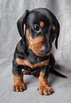 Dwerg teckel pups korthaar (laatst beschikbaar), Dieren en Toebehoren, België, Particulier, CDV (hondenziekte), 8 tot 15 weken