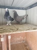 Takla rollers te koop., Dieren en Toebehoren, Vogels | Duiven, Meerdere dieren, Tuimelaar of Roller