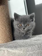 Britse korthaar, Dieren en Toebehoren, Katten en Kittens | Overige Katten, Meerdere dieren, Kortharig