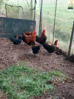 Legkippen en hanen, Dieren en Toebehoren, Pluimvee, Meerdere dieren, Kip