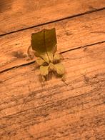Eitjes beschikbaar van het wandelend blad Phyllium Ericoriai, Dieren en Toebehoren, Insecten en Spinnen
