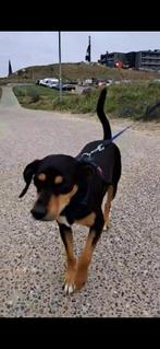 apollo zoekt baasje stichting Tigger foundation, Dieren en Toebehoren, Honden | Niet-rashonden, 3 tot 5 jaar, Rabiës (hondsdolheid)
