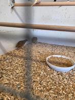 Europese kwartels, Dieren en Toebehoren, Meerdere dieren