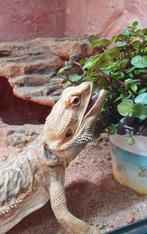 Baardagaam, Dieren en Toebehoren, Reptielen en Amfibieën, Hagedis, Met terrarium, 7 tot 10 jaar
