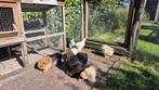 Cochin kriel haantjes, Dieren en Toebehoren, Pluimvee, Mannelijk, Kip