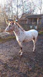 Welsh merrie april 2023 appaloosa, Dieren en Toebehoren, Onbeleerd, Gechipt, Merrie, 0 tot 2 jaar